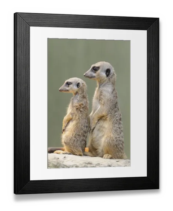 Framed Print : Meerkats (Suricata suricatta), native to Africa