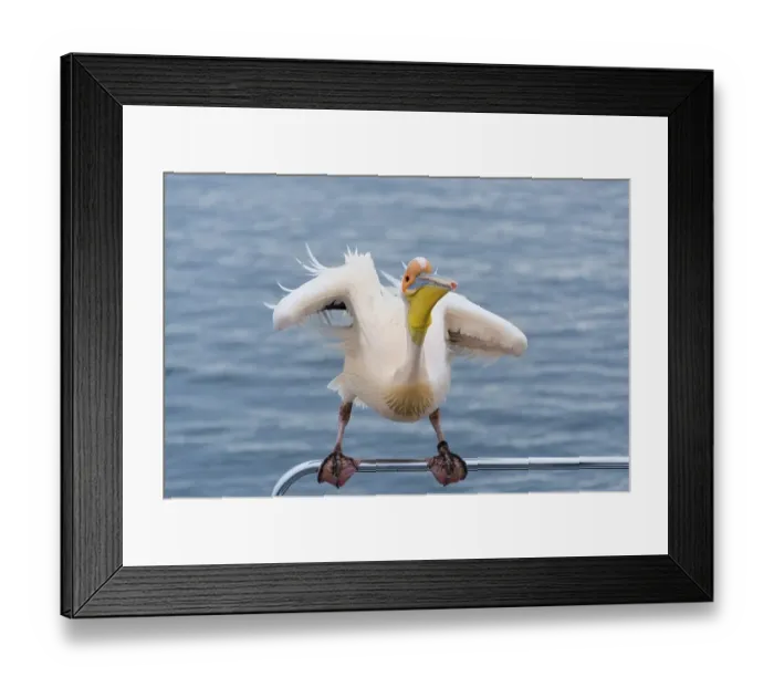 Framed Print : Great White Pelican (Pelecanus onocrotalus) sitting on the railing of the boat in Walvis Bay