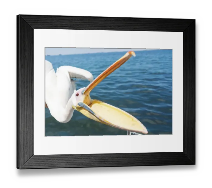 Framed Print : Great White Pelican (Pelecanus onocrotalus) with opened beak Framed Print : Great White Pelican (Pelecanus onocrotalus) with opened beak
