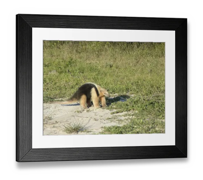 Framed Print : Small anteater (Tamandua tetradactyla)