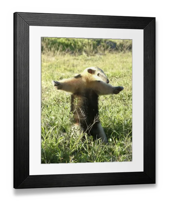 Framed Print : Small anteater (Tamandua tetradactyla) defending itself Framed Print : Small anteater (Tamandua tetradactyla) defending itself