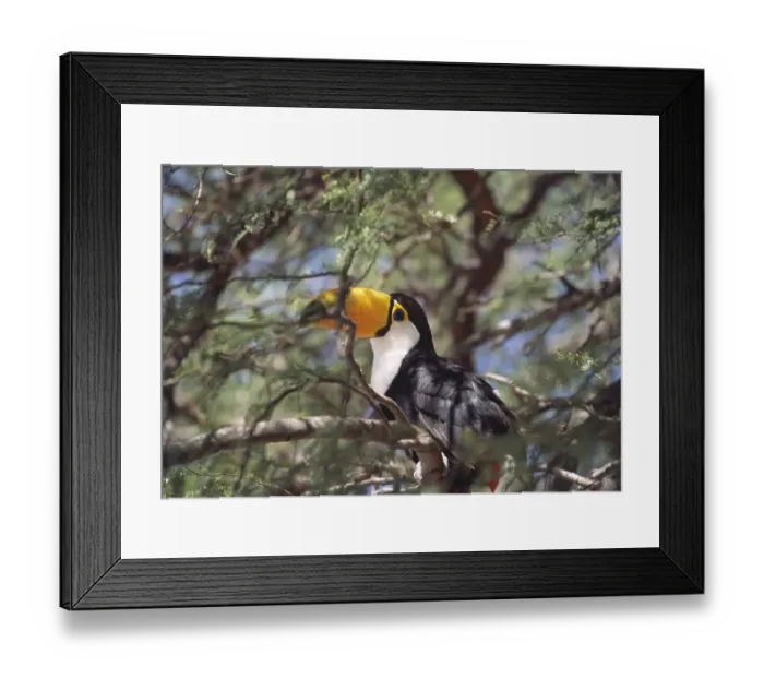 Framed Print : Tocu toucan (Ramphastos toco) Gran Chaco Framed Print : Tocu toucan (Ramphastos toco) Gran Chaco