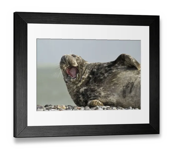 Framed Print : Grey Seal (Halichoerus grypus)