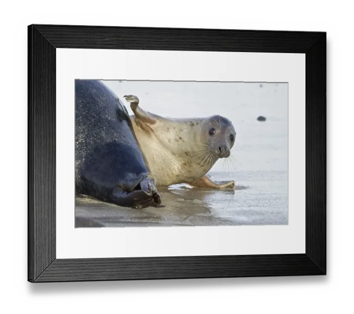 Framed Print : Grey Seal (Halichoerus grypus) Framed Print : Grey Seal (Halichoerus grypus)