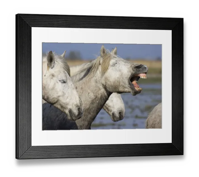 Framed Print : Camargue horse yawning, Camargue