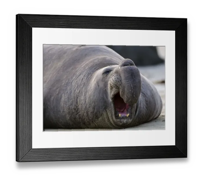 Framed Print : Northern Elephant Seal (Mirounga angustirostris) Framed Print : Northern Elephant Seal (Mirounga angustirostris)