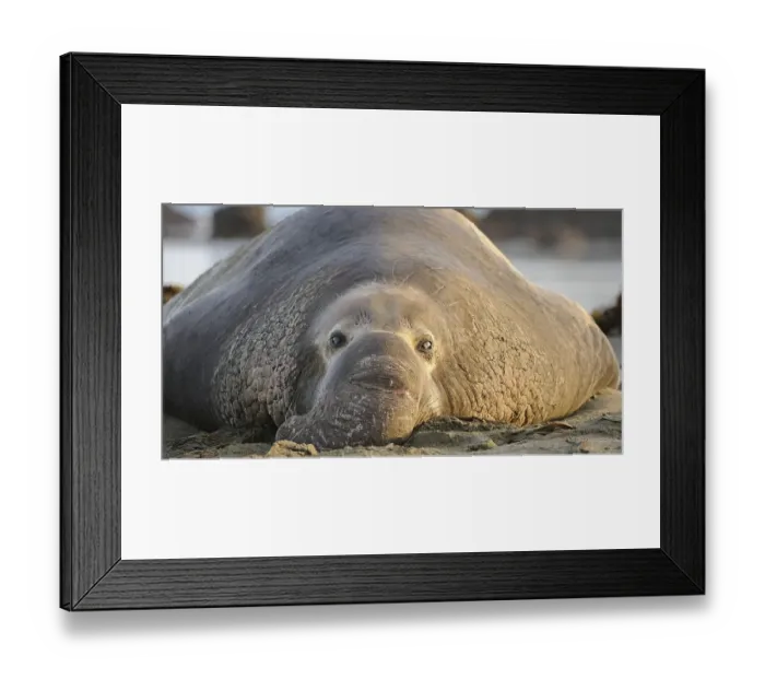 Framed Print : Northern Elephant Seal (Mirounga angustirostris) Framed Print : Northern Elephant Seal (Mirounga angustirostris)