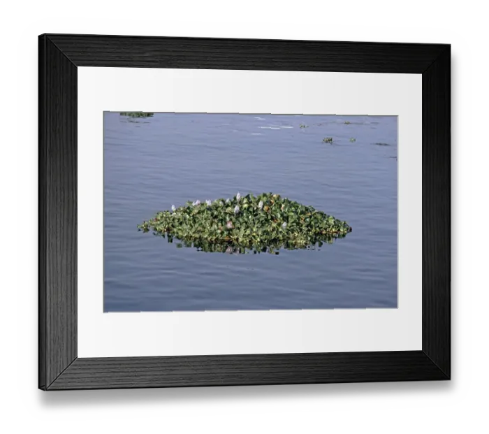 Framed Print : Water hyacinths (Eichhornia) floating in the Nile near Luxor