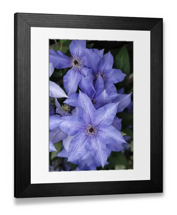 Framed Print : Blue clematises (Clematis) with water drops Framed Print : Blue clematises (Clematis) with water drops