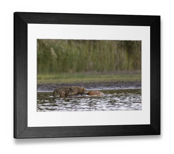 Framed Print : European gray wolf (Canis lupus)