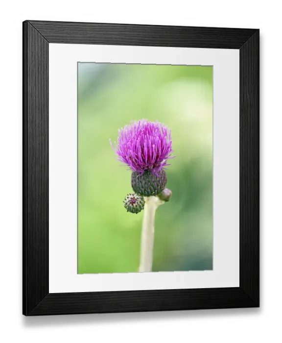 Framed Print : Brook thistle (Cirsium rivulare) Framed Print : Brook thistle (Cirsium rivulare)