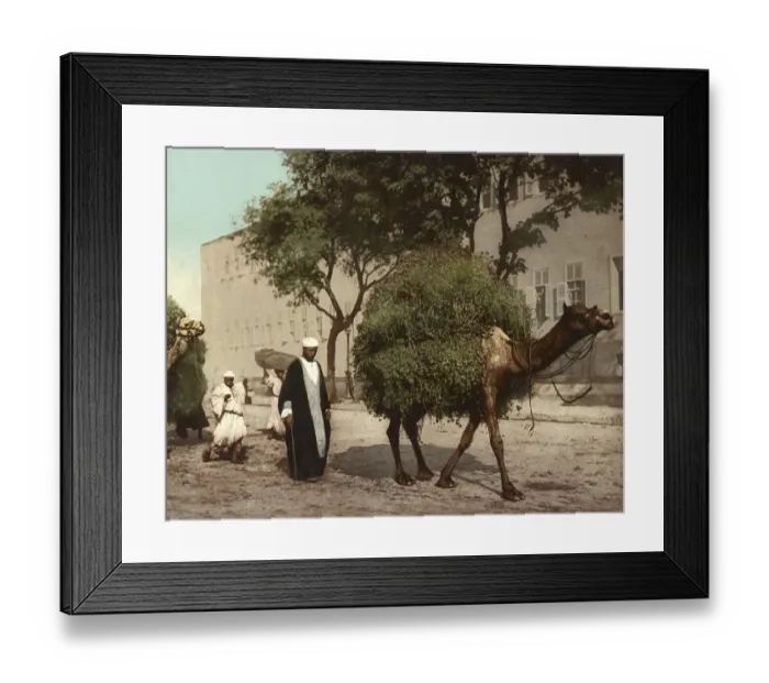 Framed Print : Cairo, Fellahs transporting fodder to town Framed Print : Cairo, Fellahs transporting fodder to town