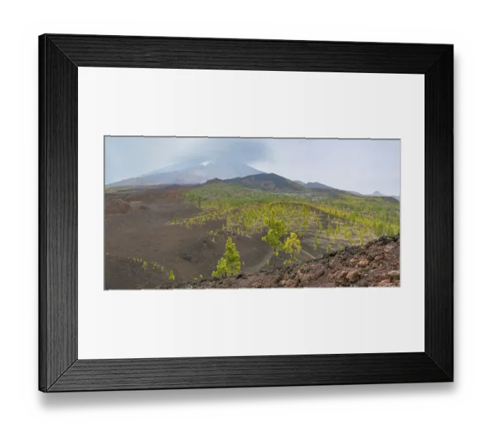 Framed Print : Canary island pines (Pinus canariensis) Framed Print : Canary island pines (Pinus canariensis)