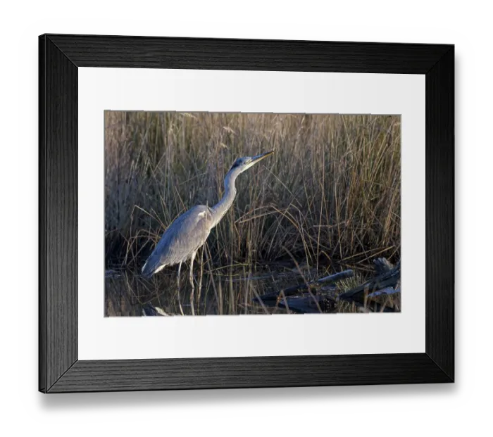 Framed Print : Grey heron (Ardea cinerea), attentive Framed Print : Grey heron (Ardea cinerea), attentive