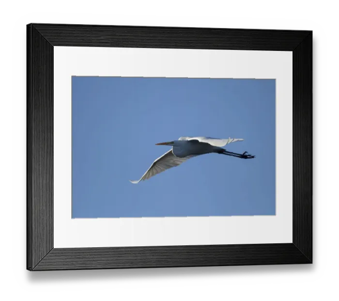 Framed Print : Great egret (Casmerodius albus)