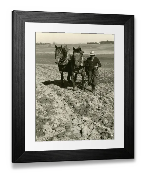 Framed Print : Field cultivation with two horses and harrow