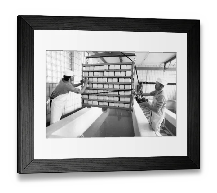 Framed Print : Cheese production at the Westmilch company on 22