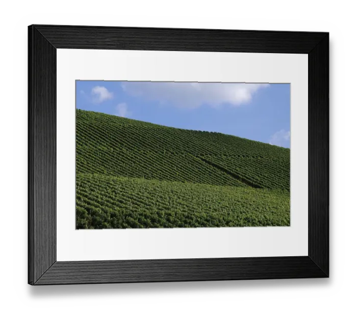 Framed Print : Vineyards against cloudy sky, Durbach Framed Print : Vineyards against cloudy sky, Durbach