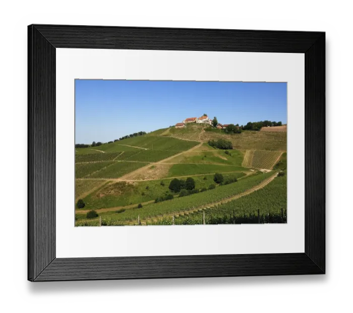 Framed Print : Staufenberg Castle with vineyards