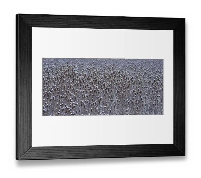 Framed Print : Field of wild teasel (Dipsacus fullonum) covered with snow bonnets Framed Print : Field of wild teasel (Dipsacus fullonum) covered with snow bonnets