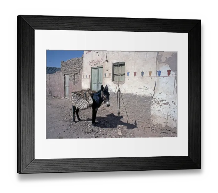 Framed Print : Tethered donkey, Al-Bahariyya Oasis