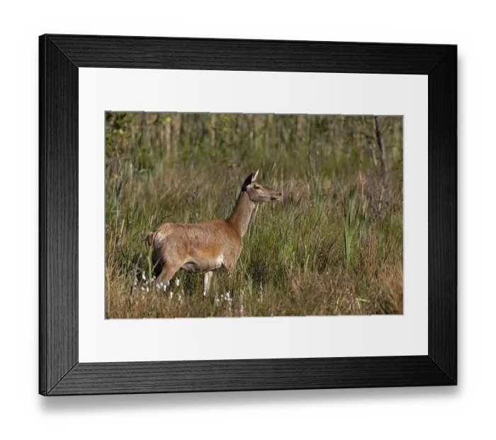 Framed Print : Red deer (Cervus elaphus), in natural habitat Framed Print : Red deer (Cervus elaphus), in natural habitat