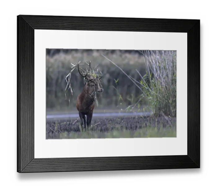 Framed Print : Red deer (Cervus elaphus), in a marshy area with reeds in the antlers of the sweep Lusatia
