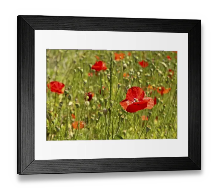 Framed Print : Meadow with flowering poppies (Papaver)