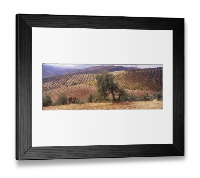 Framed Print : Landscape with Olive Groves in Granada Province
