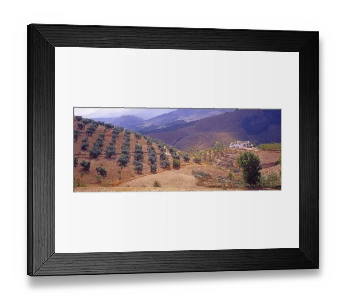 Framed Print : Landscape with Olive Groves in Granada Province