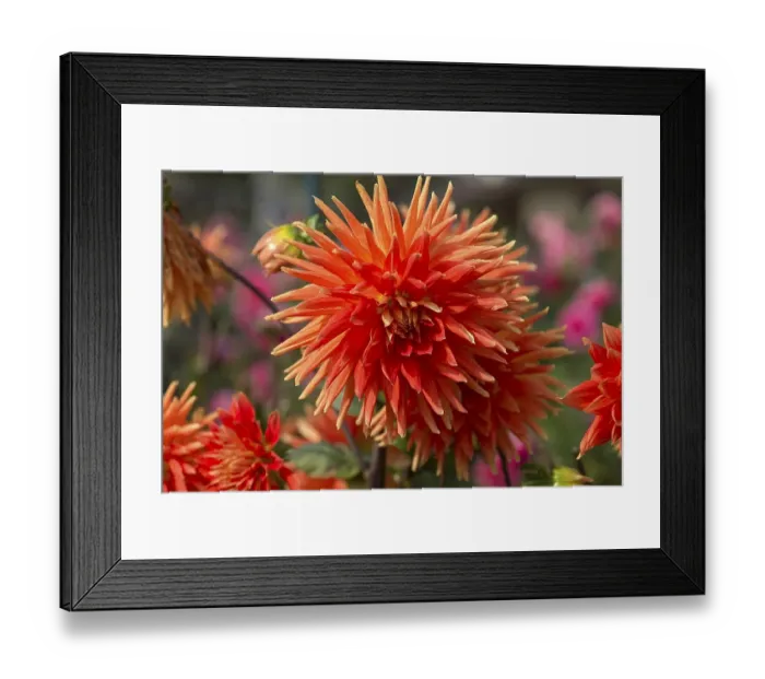 Framed Print : Red ray dahlias (Dahlia), Bavaria, Germany, Europe