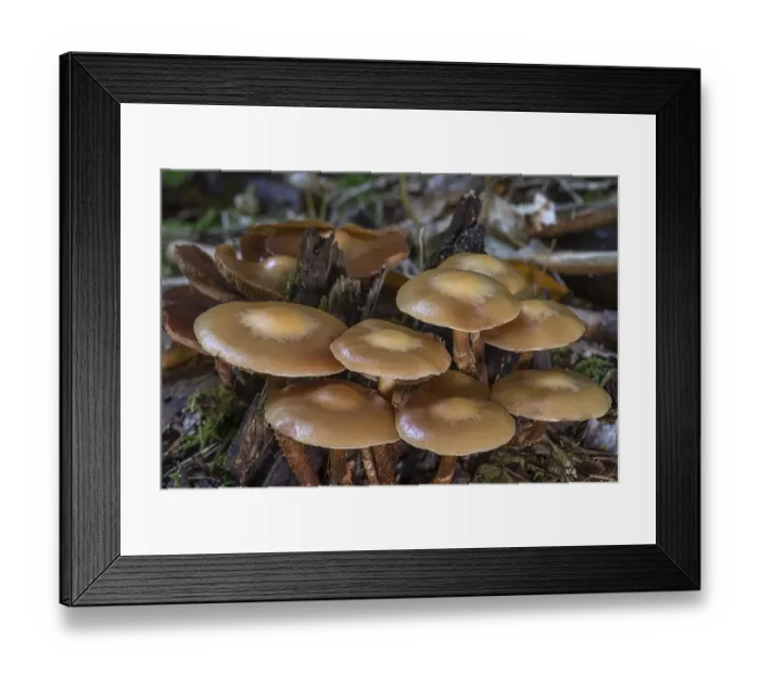 Framed Print : Accumulation (Kuehneromyces mutabilis) of sticky sponges in a mixed forest Framed Print : Accumulation (Kuehneromyces mutabilis) of sticky sponges in a mixed forest