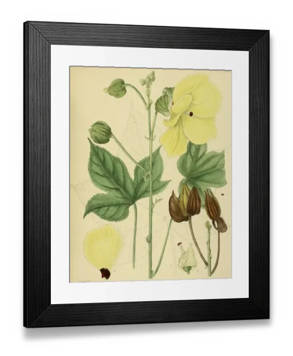 Framed Print : Hibiscus angulosus, native to Southeast Asia