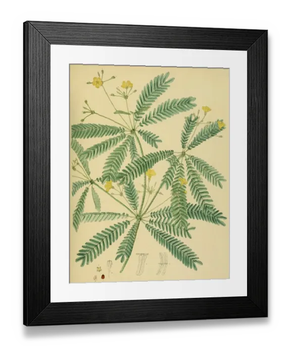 Framed Print : Biophytum intermedium, native to Southeast Asia Framed Print : Biophytum intermedium, native to Southeast Asia