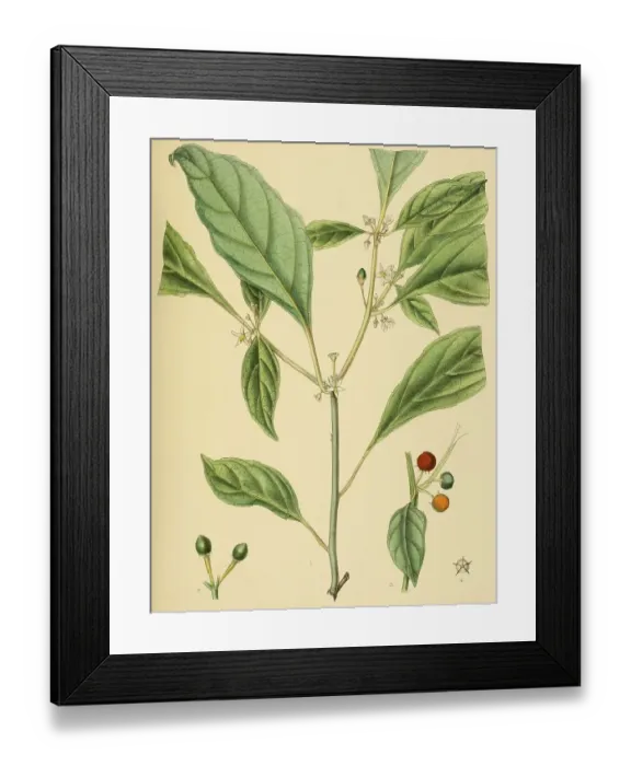 Framed Print : Solanum laeve, native to Southeast Asia Framed Print : Solanum laeve, native to Southeast Asia
