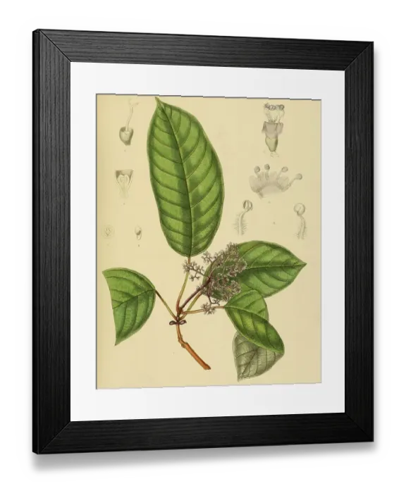 Framed Print : Premna purpurascens, native to Southeast Asia