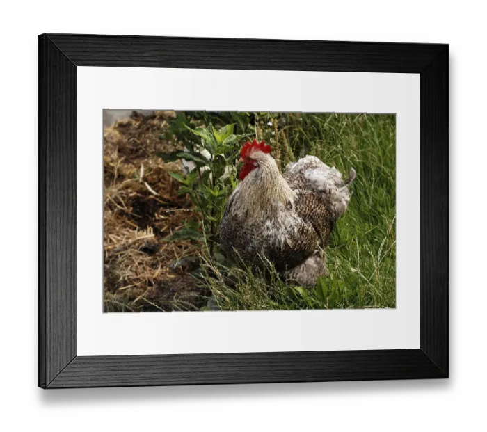 Framed Print : Free-range rooster in the Franconian Open Air Museum