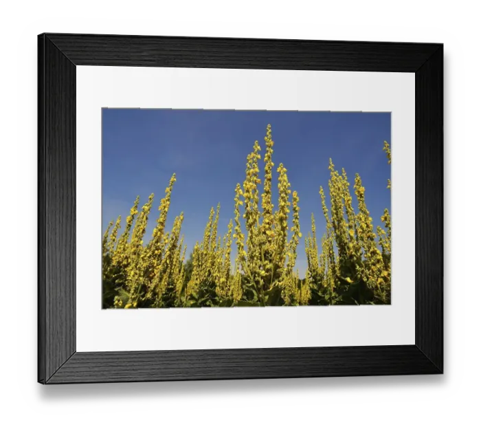Framed Print : Dense-flowered mullein (Verbascum densiflorum) against blue sky Framed Print : Dense-flowered mullein (Verbascum densiflorum) against blue sky