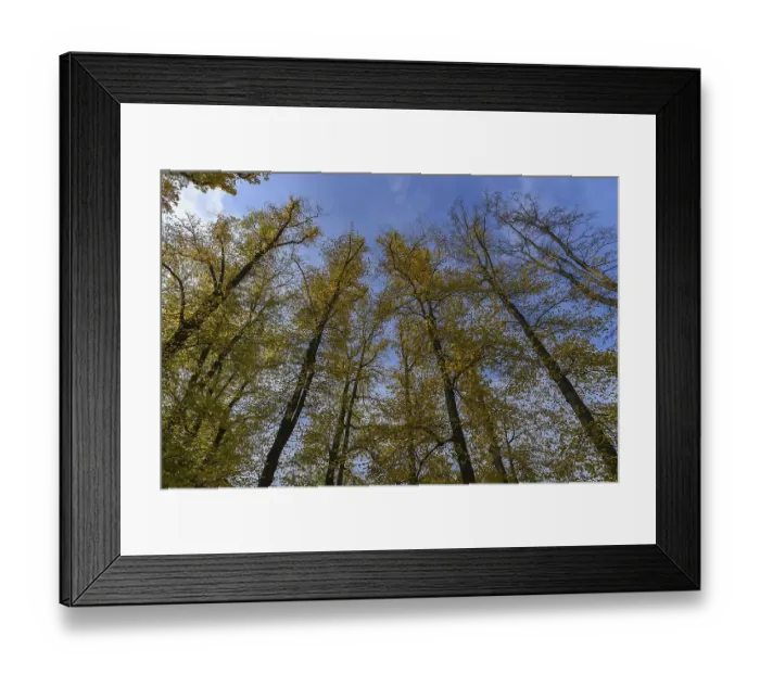 Framed Print : Autumn summer lime (Tilia platyphyllos)