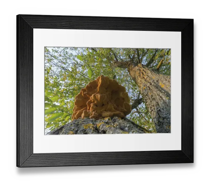 Framed Print : Sulphur polypore (Laetiporus sulphureus) on a tree trunk