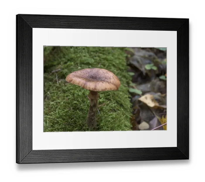 Framed Print : Mutable Hallimasch (Armillaria gallica) in mixed forest