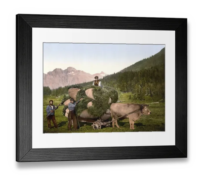 Framed Print : Agriculture, Farmers harvesting hay with an oxcart