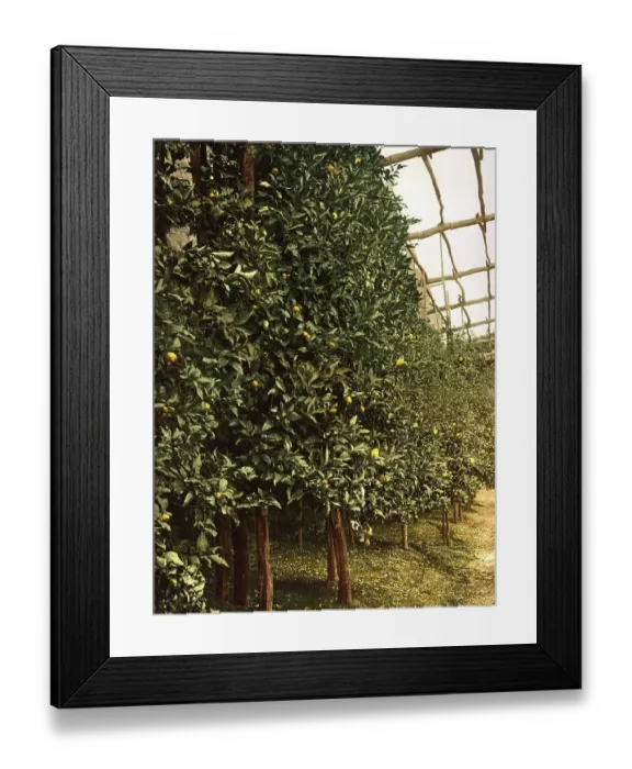 Framed Print : A lemon tree, Limone, Lake Garda Framed Print : A lemon tree, Limone, Lake Garda