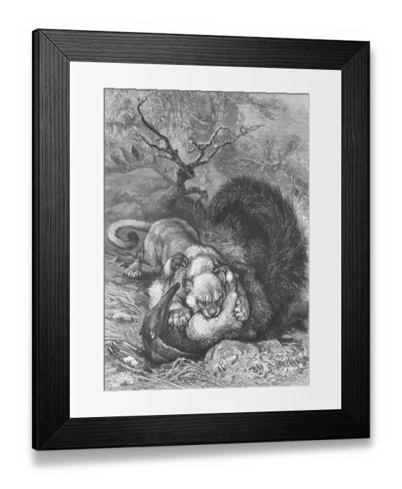 Framed Print : A Cougar has caught an anteater