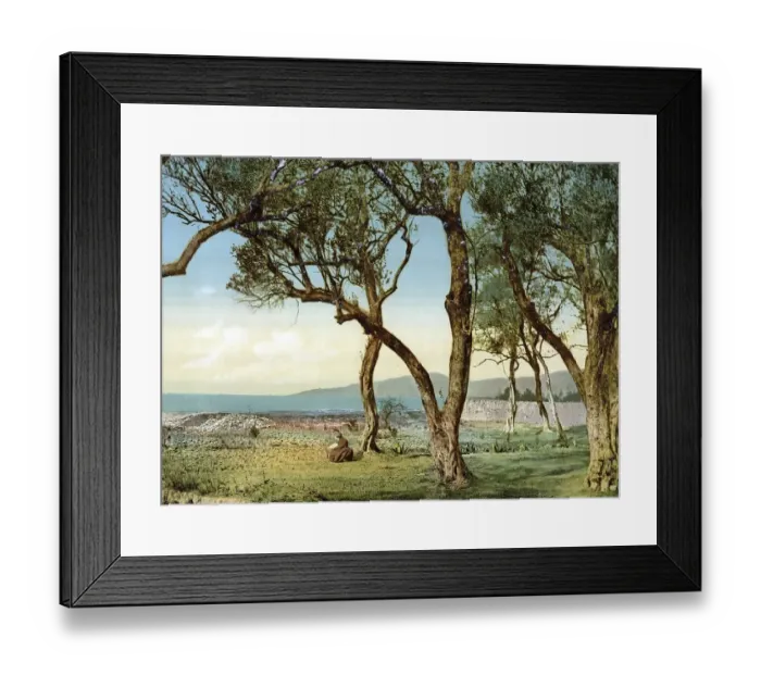 Framed Print : Olive trees, Menton on the Riviera Framed Print : Olive trees, Menton on the Riviera