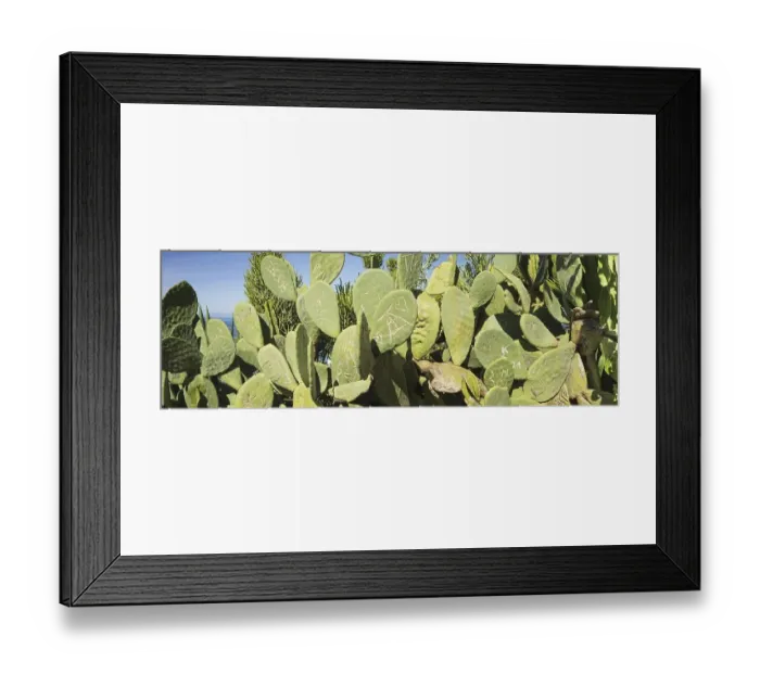Framed Print : Opuntia, nopale (Opuntia), Tenerife Framed Print : Opuntia, nopale (Opuntia), Tenerife