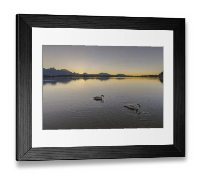 Framed Print : Mute swans (Cygnus olor), sunset