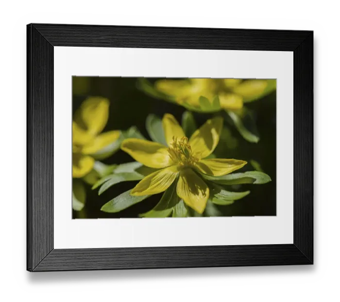 Framed Print : Winter aconites (Eranthis hyemalis)
