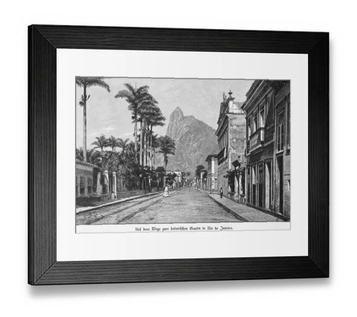 Framed Print : Botanical garden, tropics, street Framed Print : Botanical garden, tropics, street