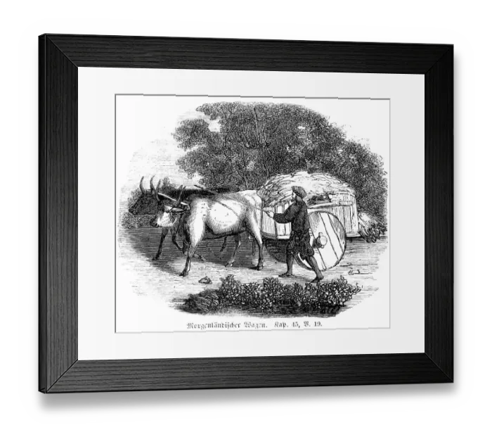 Framed Print : Oriental wagon, cart, cattle, draught animals Framed Print : Oriental wagon, cart, cattle, draught animals
